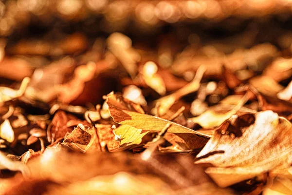 Turuncu sarı ve kahverengi Hdr filtrede renkli sonbahar yaprakları.