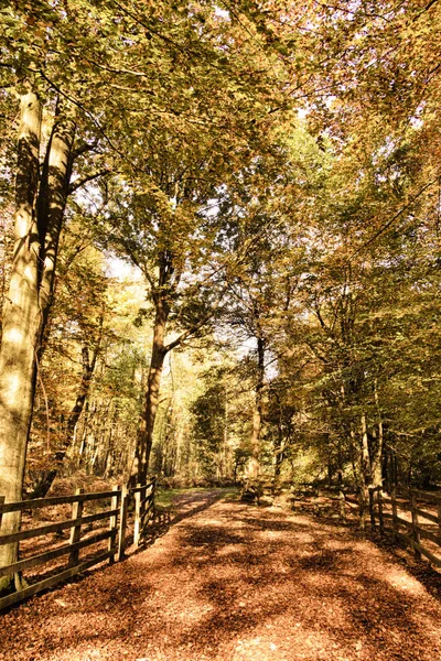 Scène boisée avec feuilles d'automne jaunes et marron HDR Filter . — Photo