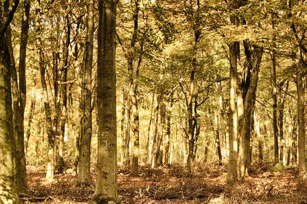 Cena de floresta com folhas de outono amarelas e marrons Filtro HDR . — Fotografia de Stock