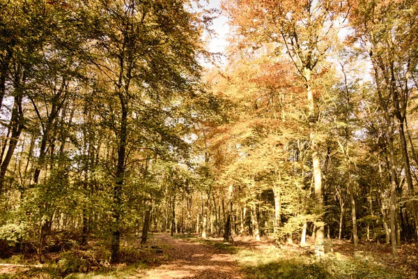 Escena de bosque con hojas de otoño amarillas y marrones HDR Filter . — Foto de Stock