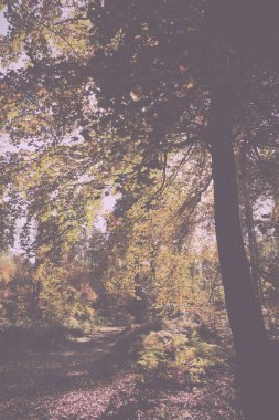 Woodland sahne sarı ve kahverengi sonbahar ile Retro Vintage bırakır