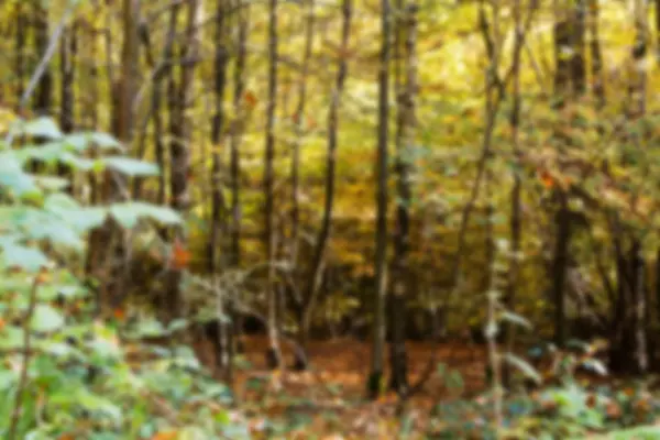 Woodland scene with yellow and brown autumn leaves Out of focus. — Stock Photo, Image
