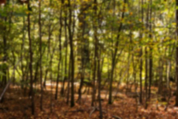 Scena Woodland cu frunze de toamnă galbene și maro . — Fotografie, imagine de stoc