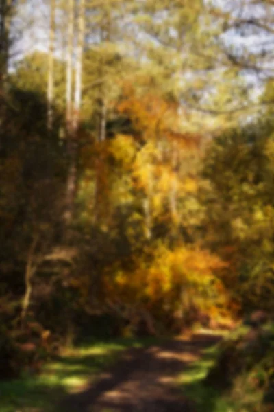 Waldszene mit gelbem und braunem Herbstlaub aus dem Fokus. — Stockfoto