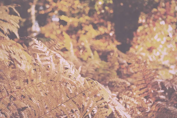 Feuilles de fougère dorée dans une scène boisée d'automne colorée Vintage R — Photo