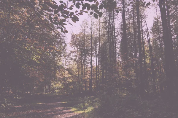 Waldszene mit gelben und braunen Herbstblättern im Retro-Look — Stockfoto