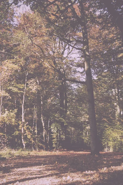 Scène bois aux feuilles d'automne jaunes et marron Vintage Retro — Photo