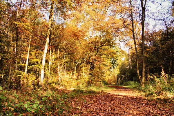 Woodland scène met gele en bruine herfst laat Hdr Filter. — Stockfoto