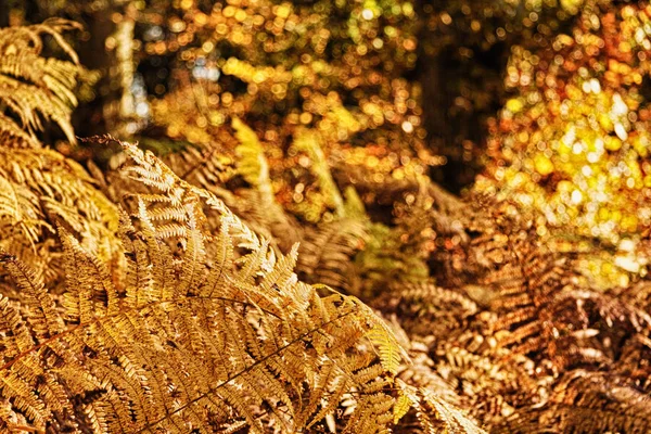 Χρυσή φτέρη αφήνει σε ένα πολύχρωμο φθινόπωρο δάσος σκηνή Hdr Filte — Φωτογραφία Αρχείου