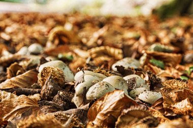 Sonbahar Hdr filtre ormanlık yerde mantarı.