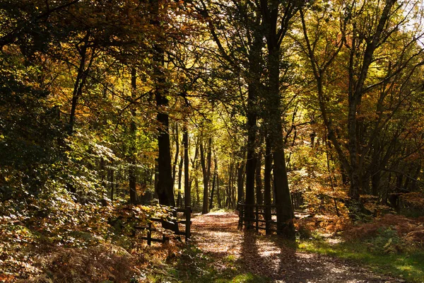 Woodland scène met gele en bruine herfst bladeren — Stockfoto