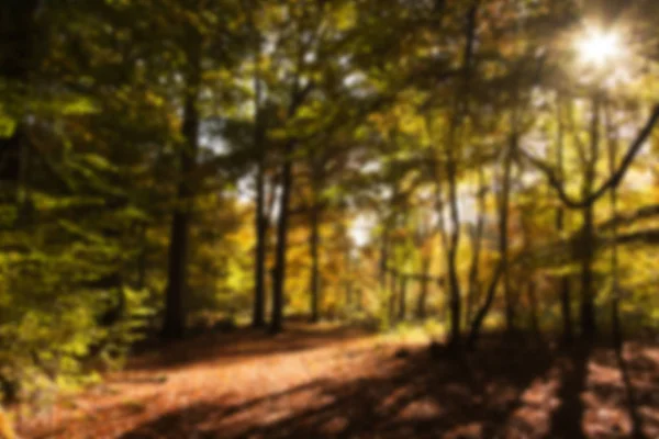 Escena de bosque con hojas de otoño amarillas y marrones Fuera de foco . — Foto de Stock