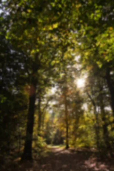 Escena de bosque con hojas de otoño amarillas y marrones Fuera de foco . — Foto de Stock