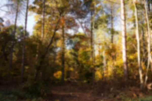 Woodland scene with yellow and brown autumn leaves Out of focus. — Stock Photo, Image