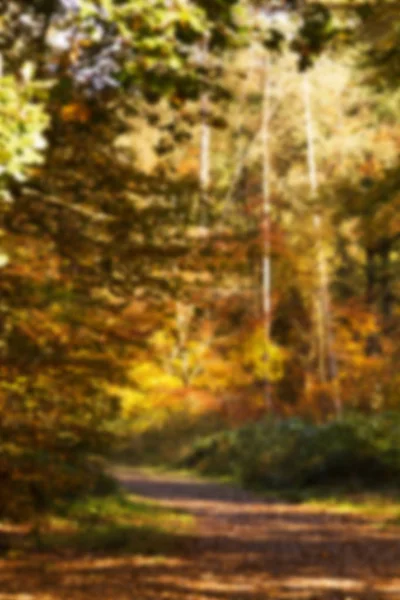 Woodland scene with yellow and brown autumn leaves Out of focus. — Stock Photo, Image