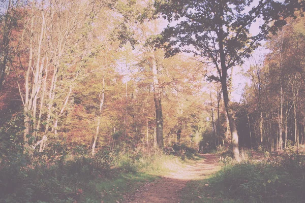 Bosque con hojas de otoño amarillas y marrones Vintage Retro —  Fotos de Stock