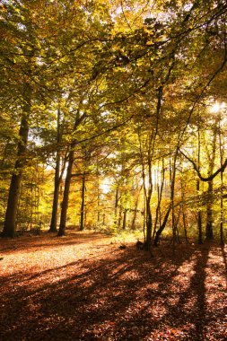 Woodland sahne ile sarı ve kahverengi sonbahar yaprakları