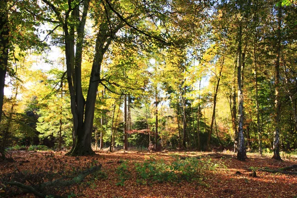 Woodland sahne ile sarı ve kahverengi sonbahar yaprakları — Stok fotoğraf