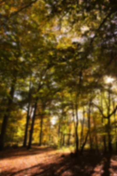 Escena de bosque con hojas de otoño amarillas y marrones Fuera de foco . — Foto de Stock