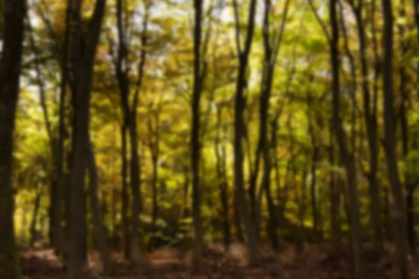 Woodland scene with yellow and brown autumn leaves Out of focus. — Stock Photo, Image