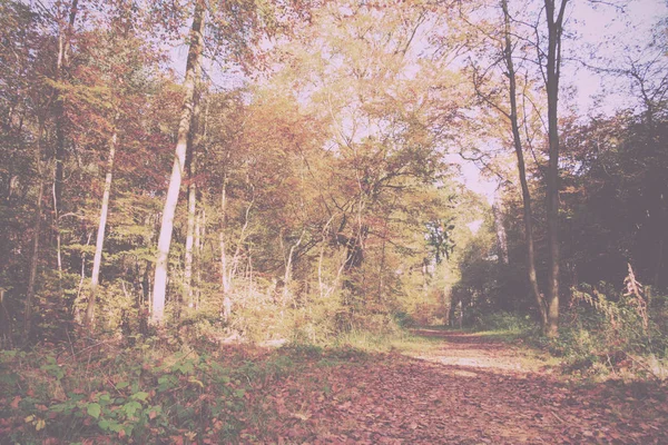 Scène bois aux feuilles d'automne jaunes et marron Vintage Retro — Photo