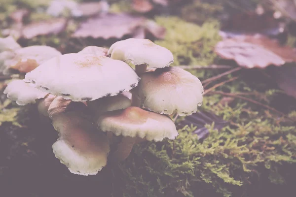 Close up of toadstools growing on the woods floor Vintage Ret — стоковое фото