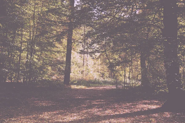 Waldszene mit gelben und braunen Herbstblättern im Retro-Look — Stockfoto