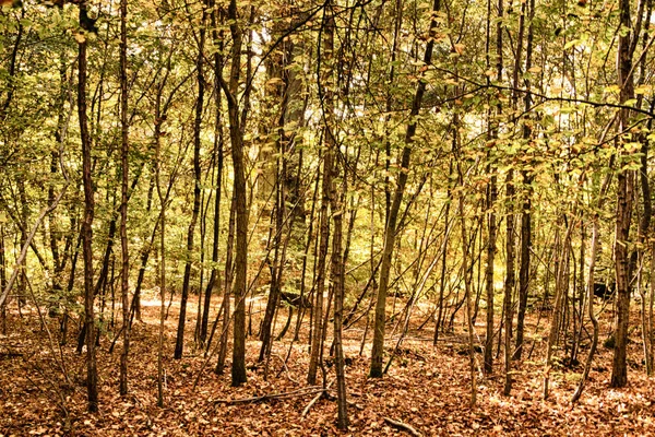Woodland scene with yellow and brown autumn leaves HDR Filter. — Stock Photo, Image