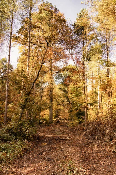 우드 랜드 현장 노란색과 갈색가 단풍 Hdr 필터. — 스톡 사진