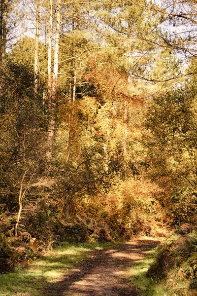 Escena de bosque con hojas de otoño amarillas y marrones HDR Filter . —  Fotos de Stock