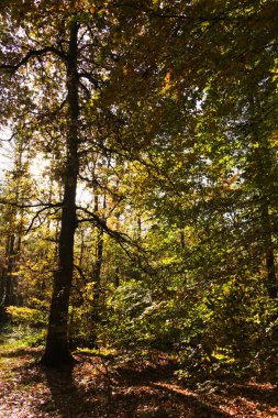 Woodland sahne ile sarı ve kahverengi sonbahar yaprakları