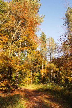 Woodland sahne ile sarı ve kahverengi sonbahar yaprakları