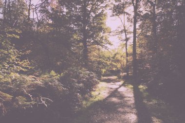 Woodland sahne sarı ve kahverengi sonbahar ile Retro Vintage bırakır