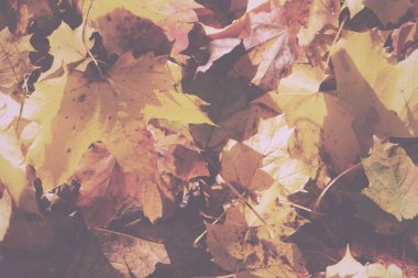 Turuncu sarı ve kahverengi Vintage Retro içinde renkli sonbahar yaprakları