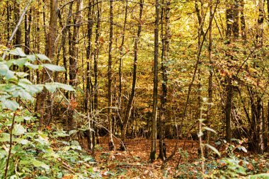 Woodland sahne sarı ve kahverengi sonbahar ile Hdr filtre bırakır.
