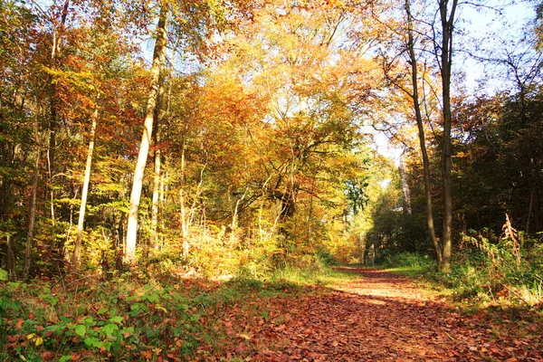 Woodland scène met gele en bruine herfst bladeren — Stockfoto