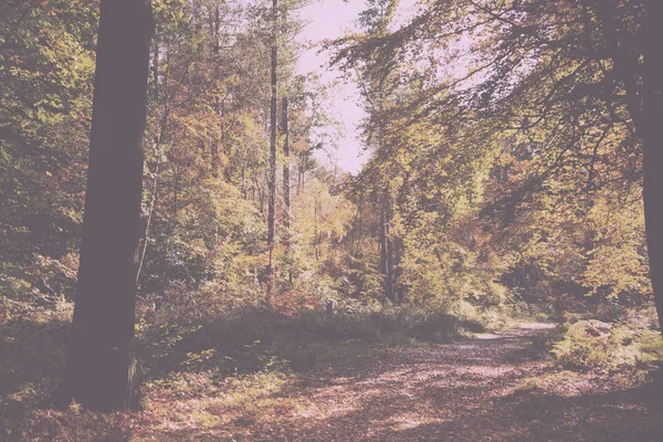 Scène bois aux feuilles d'automne jaunes et marron Vintage Retro — Photo