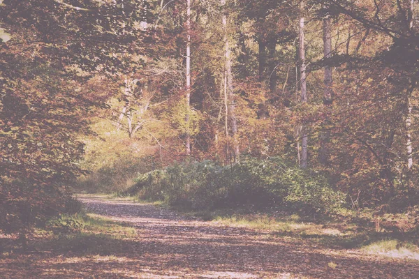 林地现场与黄色和棕色的秋天叶子老式复古 — 图库照片
