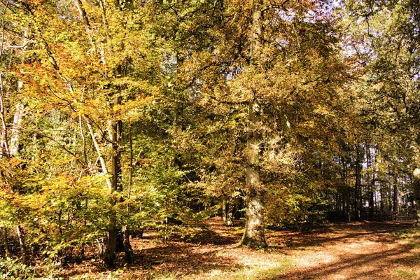 Woodland scene with yellow and brown autumn leaves HDR Filter. — Stock Photo, Image