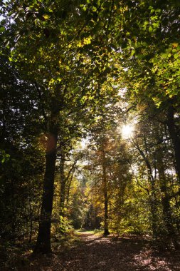 Woodland sahne ile sarı ve kahverengi sonbahar yaprakları