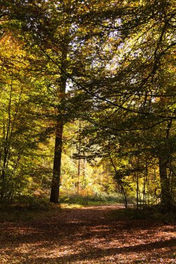 Woodland sahne ile sarı ve kahverengi sonbahar yaprakları