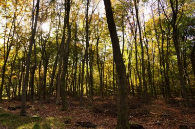 Woodland sahne ile sarı ve kahverengi sonbahar yaprakları
