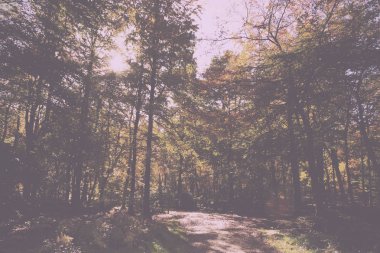 Woodland sahne sarı ve kahverengi sonbahar ile Retro Vintage bırakır