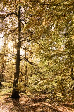 Woodland sahne sarı ve kahverengi sonbahar ile Hdr filtre bırakır.