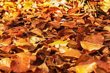Turuncu sarı ve kahverengi Hdr filtrede renkli sonbahar yaprakları.