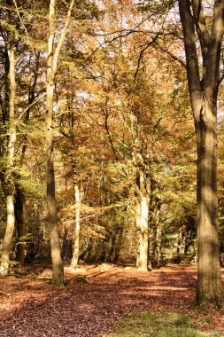 Woodland sahne sarı ve kahverengi sonbahar ile Hdr filtre bırakır.