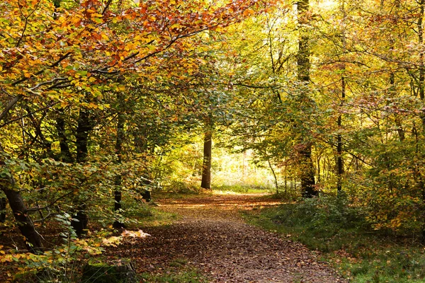 Bosque con hojas de otoño amarillas y marrones — Foto de Stock