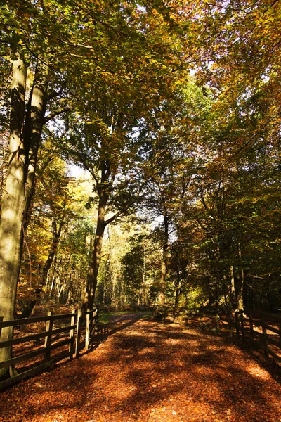 Woodland scene with yellow and brown autumn leaves — Stock Photo, Image