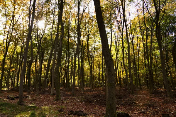 Woodland-сцену з жовто-коричневого восени листя — стокове фото