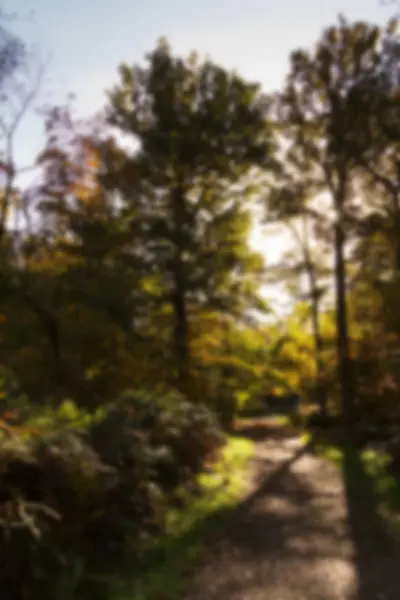 Woodland scène met gele en bruine herfst laat onscherp. — Stockfoto